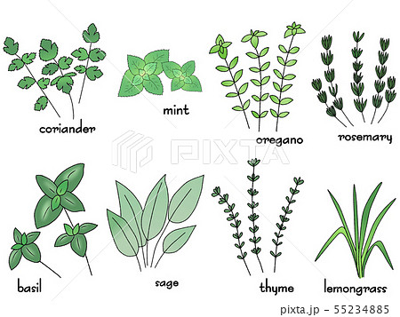 ハーブ8種 色付きのイラスト素材