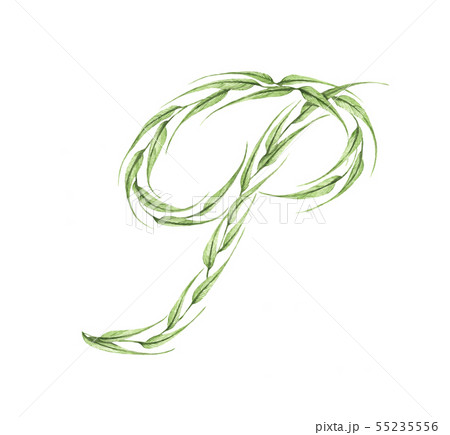 Letter P, alphabet of green leaves. Watercolor. Letter P, alphabet of green leaves. Watercolor. 55235556