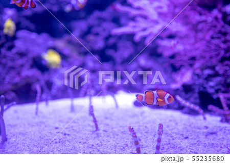カクレクマノミ,チンアナゴ,ニシキアナゴ 55235680