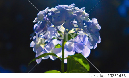 紫陽花 紫陽花 55235688