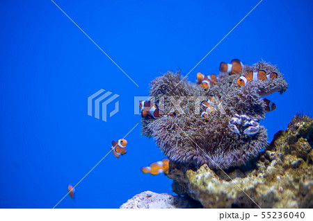 カクレクマノミ 55236040