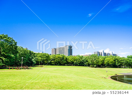 青空が広がる住宅街の公園 青空が広がる住宅街の公園 55236144