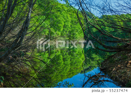 新緑の鎌池：畔　　　　　　北安曇郡小谷村 55237474