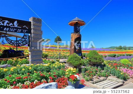 【北海道】晴天下の美瑛ぜるぶの丘 55237562