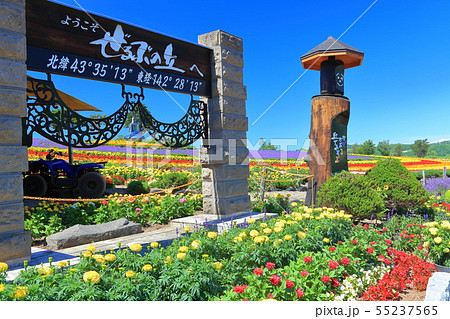 【北海道】晴天下の美瑛ぜるぶの丘 【北海道】晴天下の美瑛ぜるぶの丘 55237565