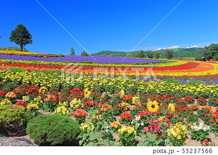 【北海道】晴天下の美瑛ぜるぶの丘 55237566