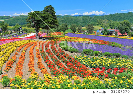 【北海道晴天下の】美瑛ぜるぶの丘 55237570