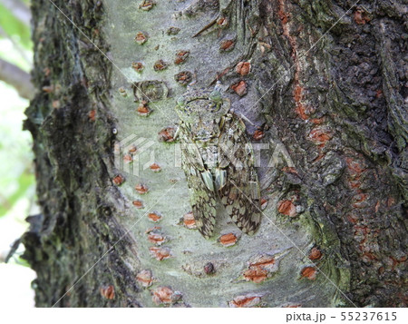 桜の幹にとまるニイニイゼミ（擬態） 55237615