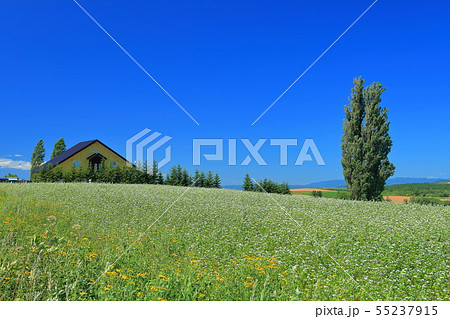【北海道】晴天下の美瑛 ケンとメリーの木 【北海道】晴天下の美瑛 ケンとメリーの木 55237915