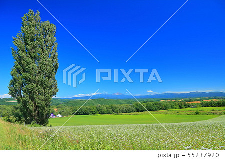 【北海道】晴天下の美瑛　ケンとメリーの木 55237920
