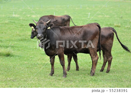 黒毛和牛 55238391