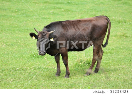 黒毛和牛 55238423