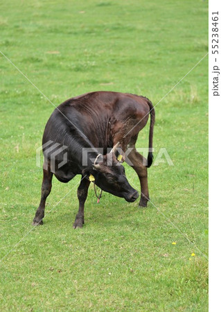 黒毛和牛 黒毛和牛 55238461