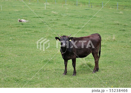 黒毛和牛 55238466