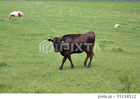 黒毛和牛 55238512