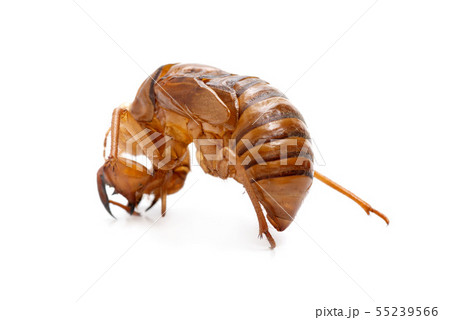 セミの脱け殻 55239566