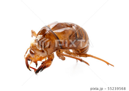 セミの脱け殻 55239568