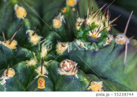 closeup of a new spiny cactus seedling 55239744