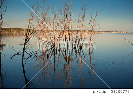 The reflection of dry trees in the water 55239775