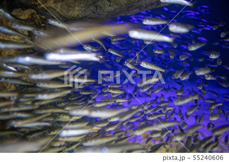 水族館の魚 55240606