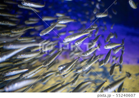 水族館の魚 55240607