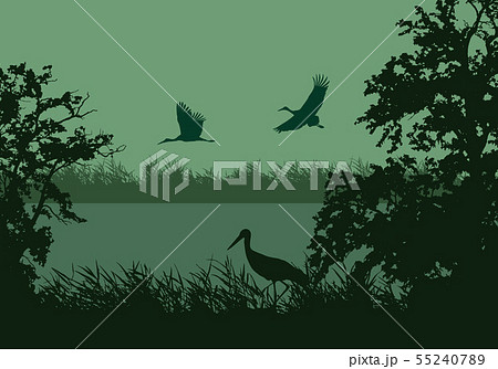 Realistic illustration of wetland landscape with 55240789