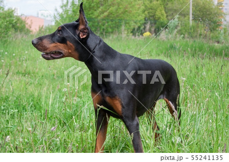 Cute doberman pinscher close up. 55241135