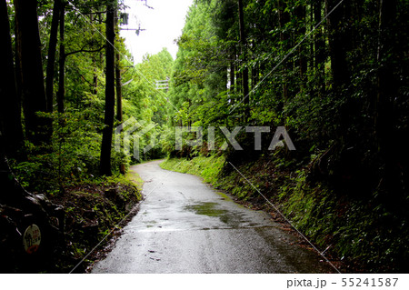 世界遺産　熊野古道中辺路　発心門王子　と　水呑王子　の間　林間の古道を進む 55241587