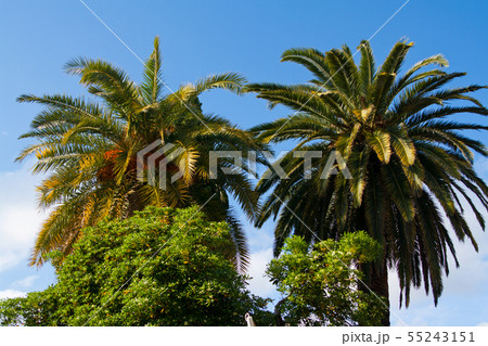 Palm trees in Nice. Cote d'Azur. Mediterranean 55243151