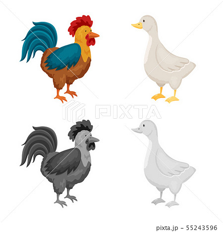 Vector illustration of breeding and kitchen sign. Collection of breeding and organic vector icon for Vector illustration of breeding and kitchen sign. Collection of breeding and organic vector icon for 55243596