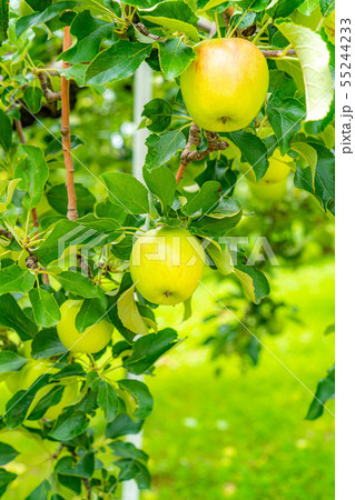 青りんご 素材 【長野県】 青りんご 素材 【長野県】 55244233