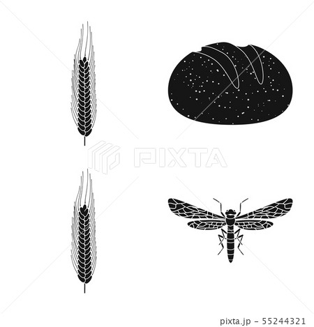 Isolated object of rye and plant logo. Set of rye and corn stock symbol for web. Isolated object of rye and plant logo. Set of rye and corn stock symbol for web. 55244321
