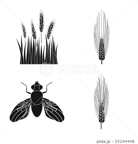Isolated object of rye and plant sign. Collection of rye and corn vector icon for stock. 55244446