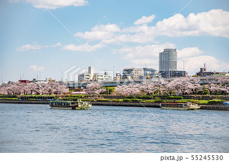 【墨田公園 桜】 【墨田公園 桜】 55245530