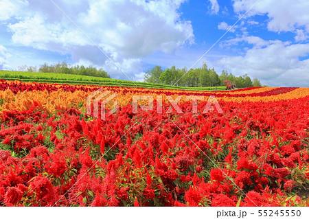 【北海道】美瑛四季彩の丘 【北海道】美瑛四季彩の丘 55245550