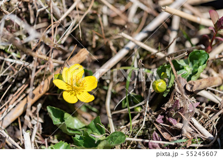 リュウキンカ 55245607