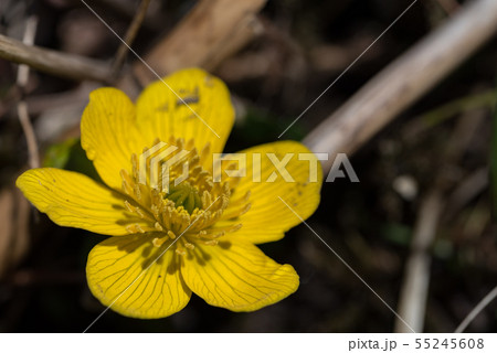 リュウキンカ 55245608