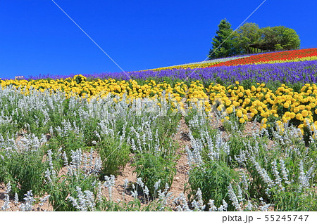 【北海道】晴天下の上富良野　かんのファーム 55245747