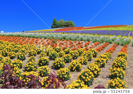 【北海道】晴天下の上富良野　かんのファーム 55245759