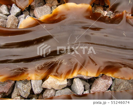 こんぶの天日干し 55246074