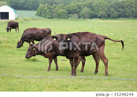 黒毛和牛 黒毛和牛 55246249