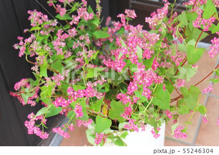 赤蕎麦の花 55246304