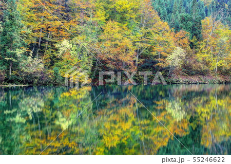 錦秋の秋山郷天池 55246622