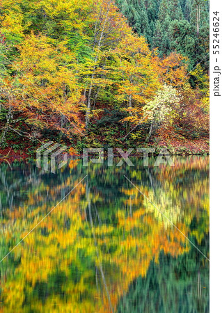 錦秋の秋山郷天池 55246624