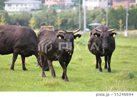 黒毛和牛 55246694