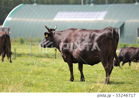 黒毛和牛 黒毛和牛 55246717