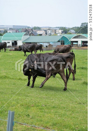 黒毛和牛 黒毛和牛 55247038