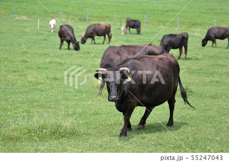 黒毛和牛 黒毛和牛 55247043