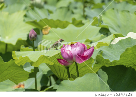 花蓮と雀 花蓮と雀 55247228