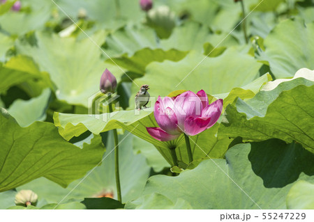 花蓮と雀 花蓮と雀 55247229